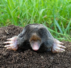 mole-facts