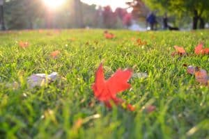 Fall Lawn Care in Ohio