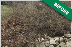 Tree Specialist Dayton OH