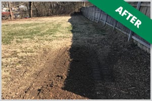 Dayton Ohio Tree Doctor