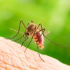 Lawn Pest Control Services