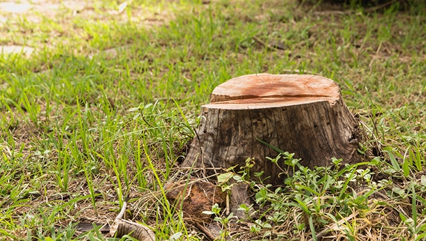 Stump Removal