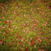 Fall Lawn Care Tips
