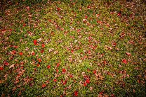 Fall Lawn Care Tips