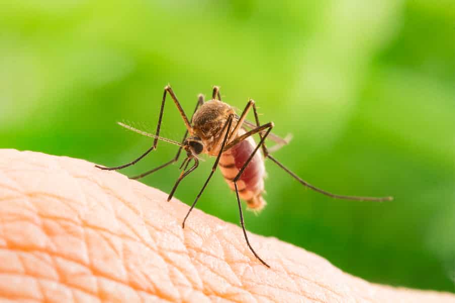 Mosquito Control Treatment