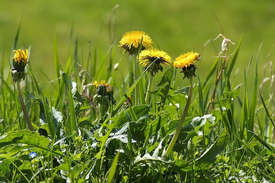 Signs Your Lawn Needs Professional Care