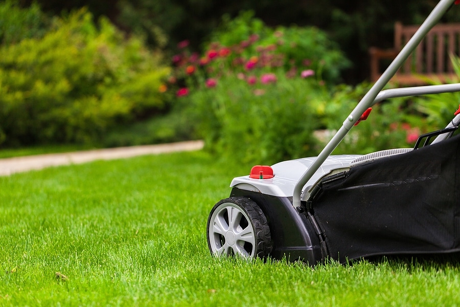 Low-Maintenance Lawn Options for Busy Families