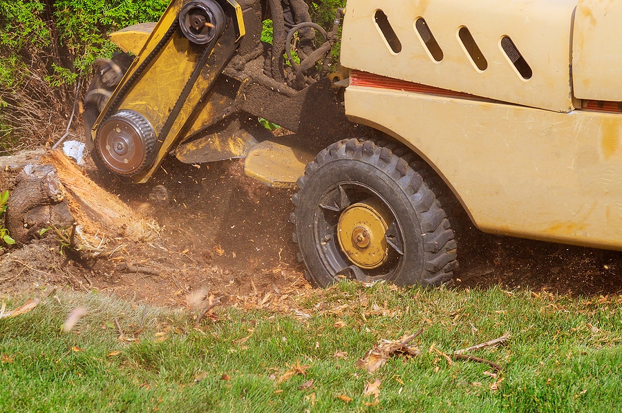 Top 4 Reasons to Grind Your Stumps in the Fall