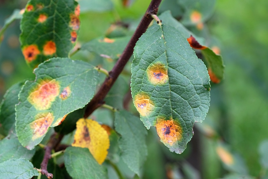 Top Signs Your Trees Need Professional Care This Season