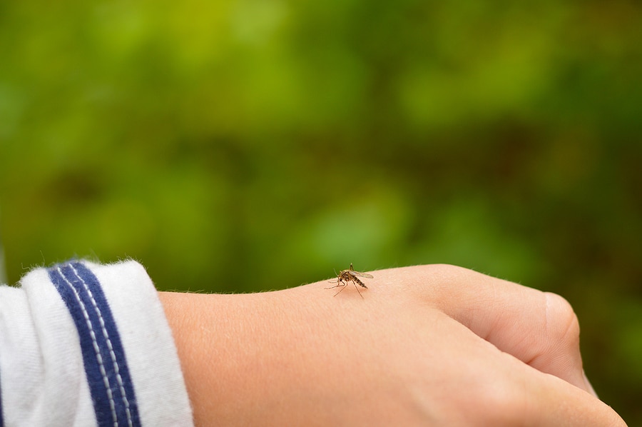 Benefits of Professional Mosquito Control