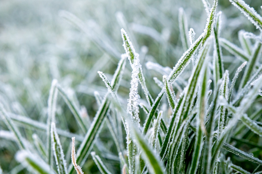 Winterizing Lawn Tips