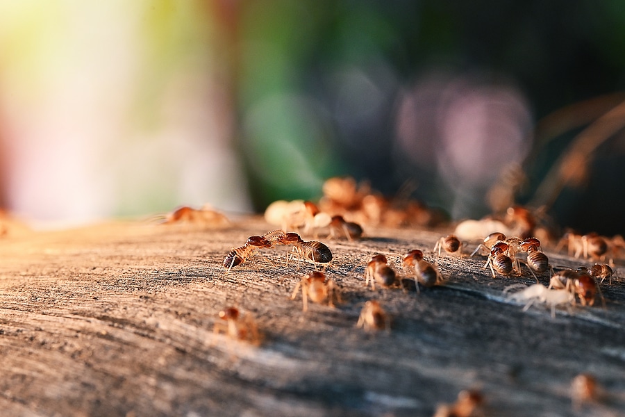 Termite Control Services