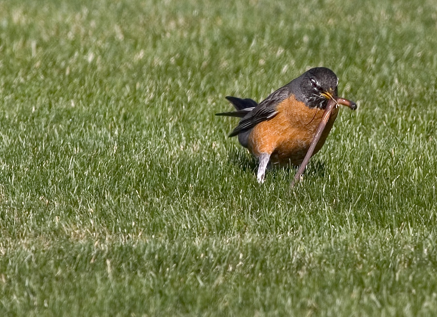 How to Spot the Early Signs of Lawn Pest Damage in Ohio