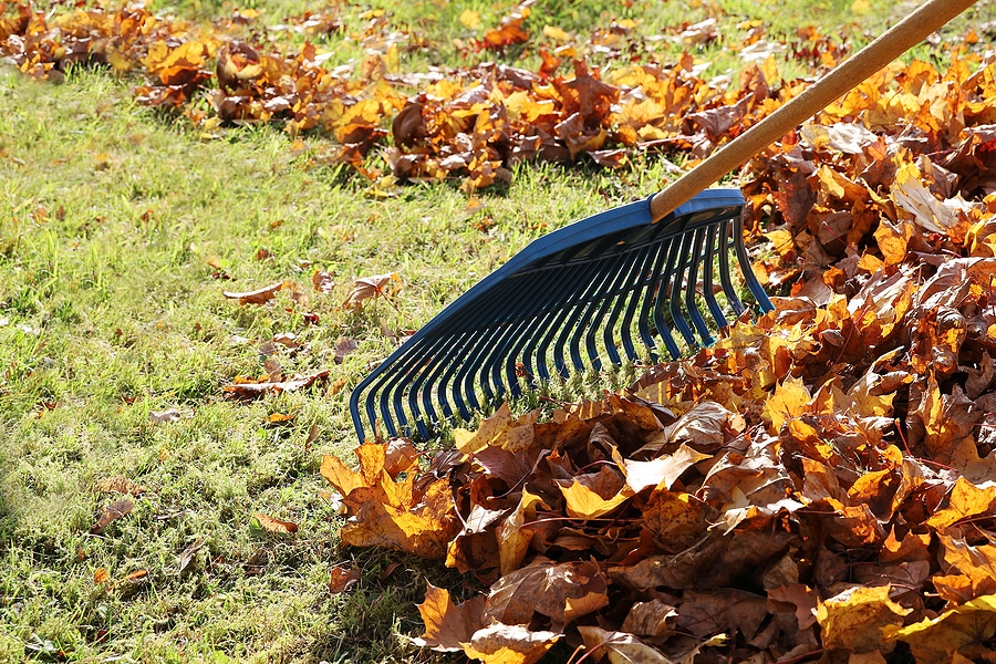 Fall Lawn Care Tips