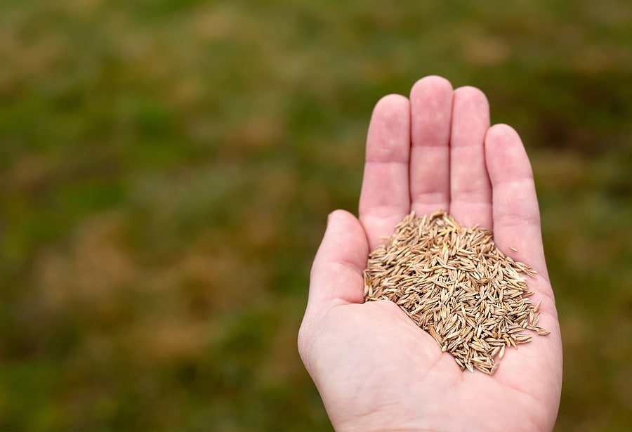 Should You Buy Grass Seed From a Big Box Store?