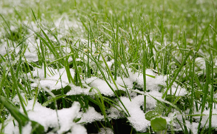 Pet Damage, Snow Mold, and Bare Spots: Fixing Winter Issues