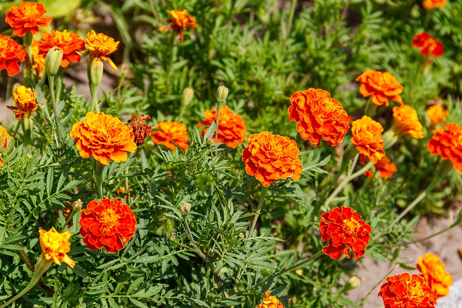 Flowers to Plant in the Spring