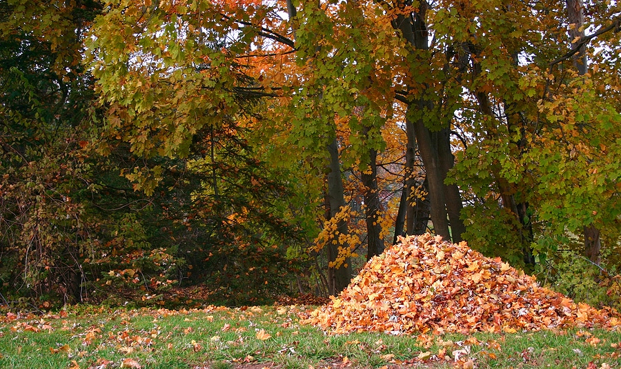 Why Leaf Removal Is Crucial for a Healthy Lawn