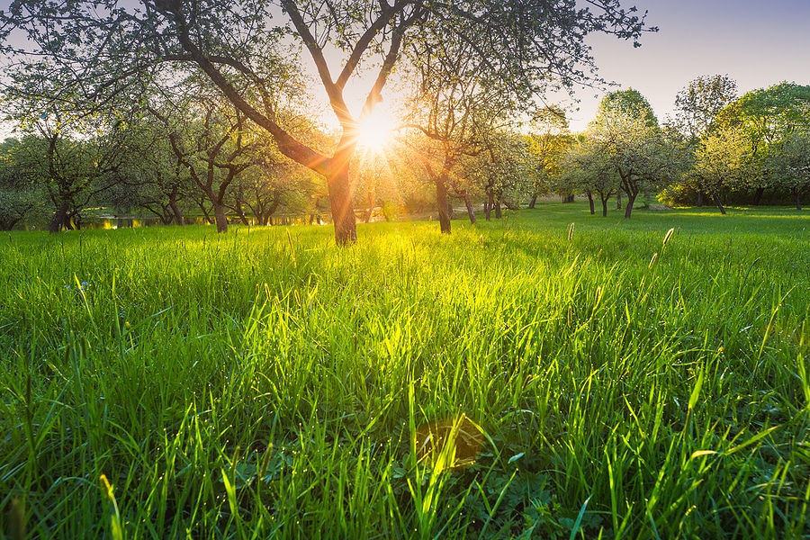 Preparing Your Lawn for Late-Summer Heat Stress