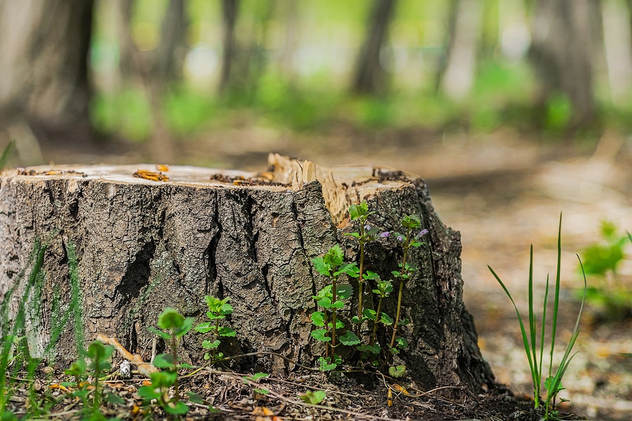 Tree And Stump Removal