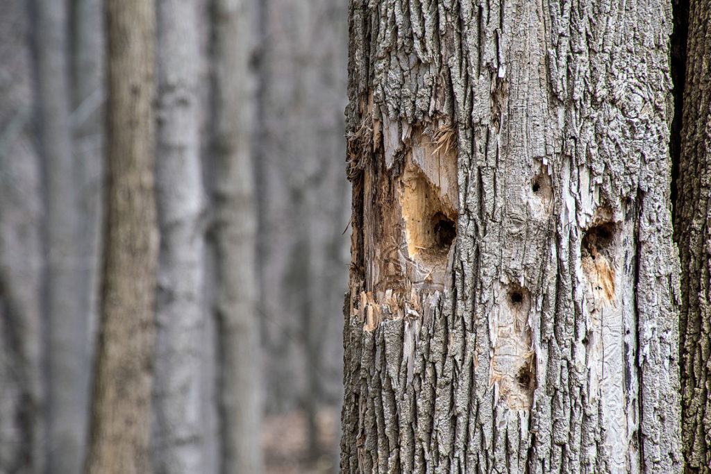 Emerald Ash Borer Treatment