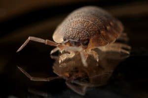 Tips to Prevent a Bed Bug Infestation